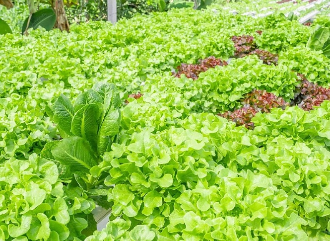 水耕栽培有機營養液