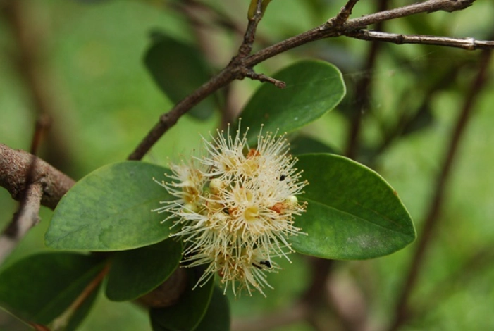小葉赤楠養護技巧 小葉赤楠養護技巧
