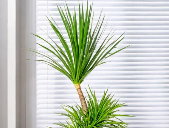 龍血樹生長週期 龍血樹生長週期