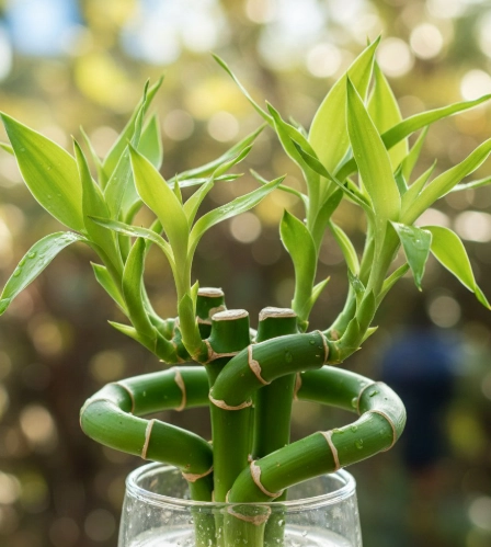 富貴竹風水 富貴竹風水