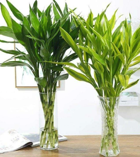 富貴竹照顧 富貴竹照顧