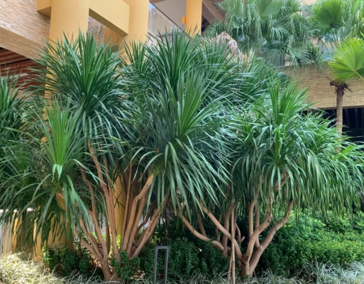 龍血樹室內養護