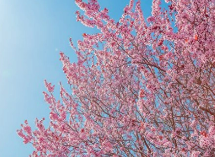 紅杏花文化 紅杏花文化