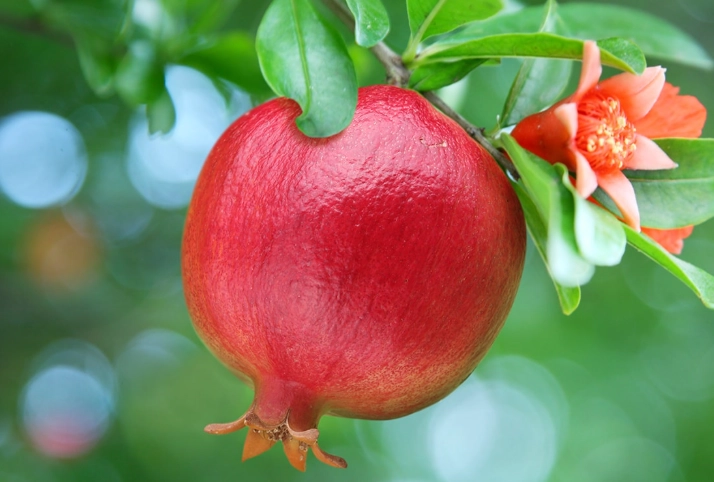 石榴栽培方法 石榴栽培方法