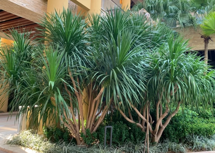 龍血樹養護 龍血樹養護