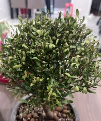 小葉赤楠養護問題