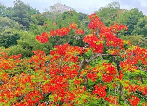 鳳凰花紅色原因 鳳凰花紅色原因
