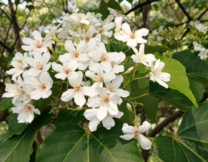 油桐花賞花地點