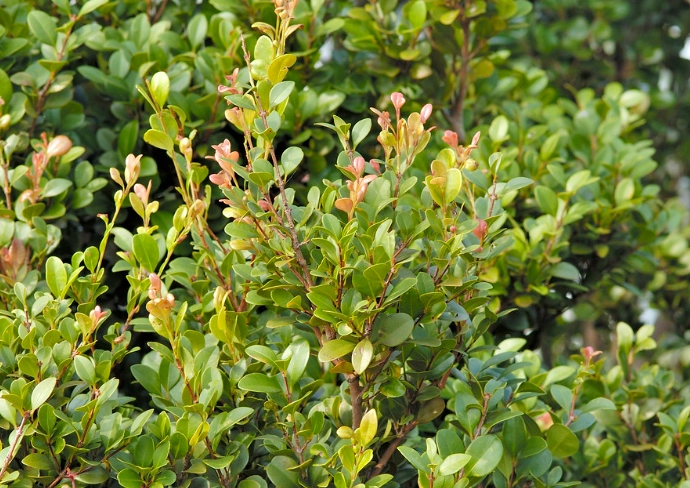 小葉赤楠澆水頻率 小葉赤楠澆水頻率