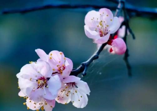 紅杏花種植 紅杏花種植
