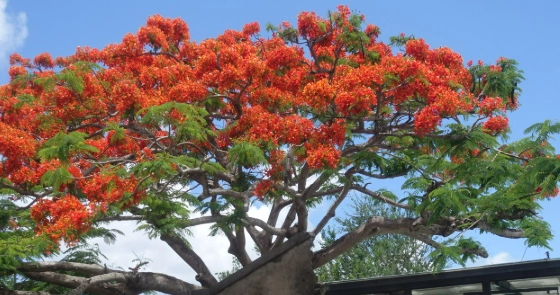 鳳凰花文化意涵 鳳凰花文化意涵