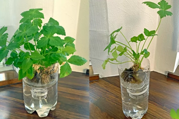 有機水耕營養液推薦