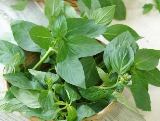 九層塔葉子變黃 九層塔葉子變黃