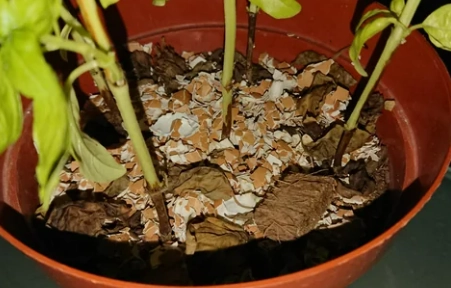 九層塔葉子變黃 九層塔葉子變黃