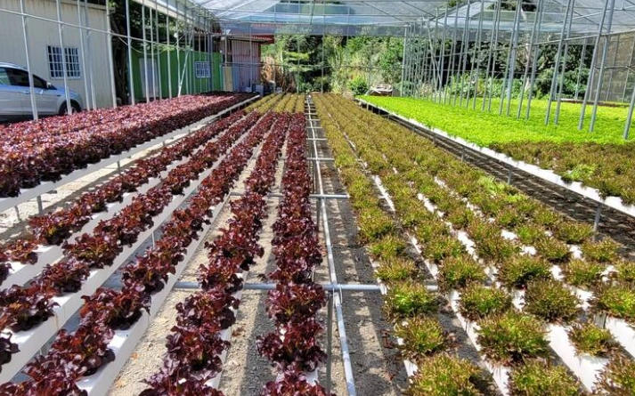 有機水耕營養液推薦