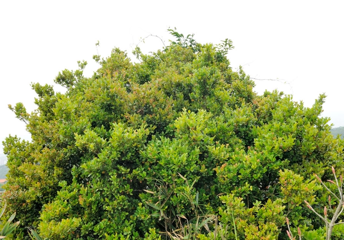 小葉赤楠澆水頻率 小葉赤楠澆水頻率