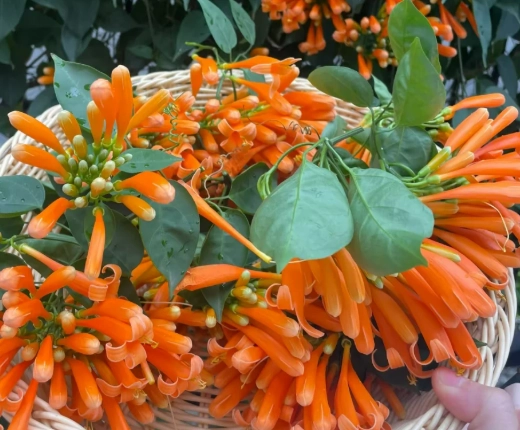 炮仗花栽培 炮仗花栽培