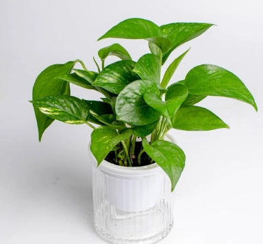 黃金葛水耕繁殖 黃金葛水耕繁殖