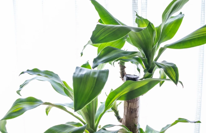 水耕巴西鐵樹方法 水耕巴西鐵樹方法