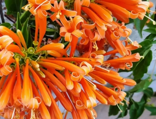 炮仗花栽培 炮仗花栽培