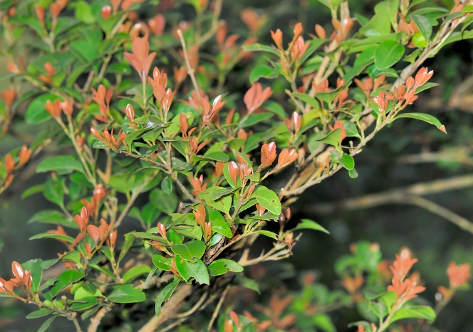 小葉赤楠養護技巧 小葉赤楠養護技巧