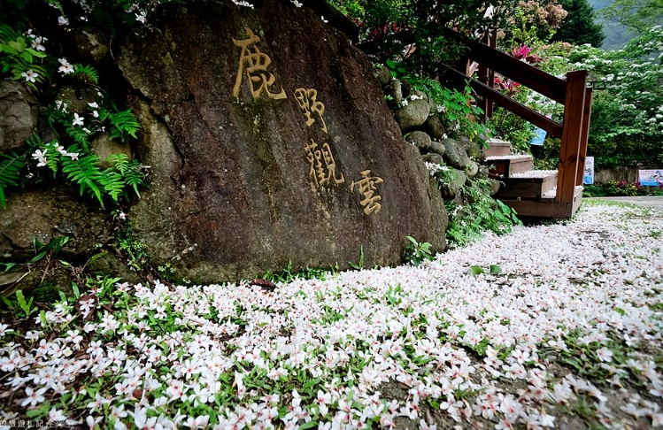 桐花步道推薦
