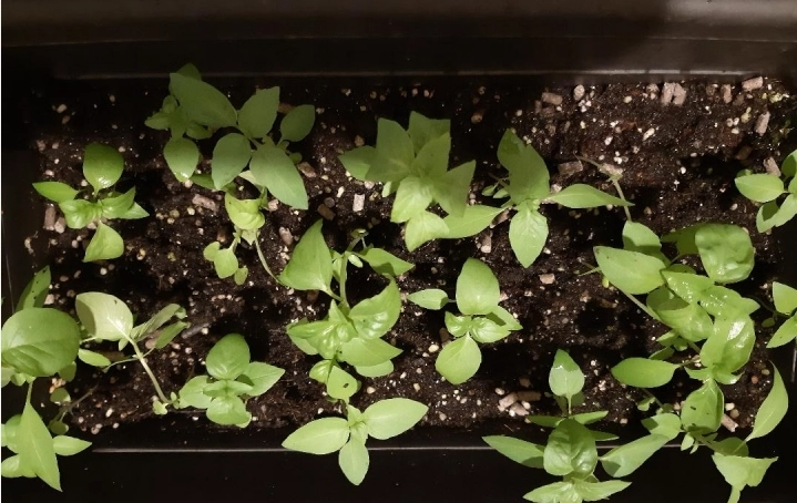 九層塔開花處理