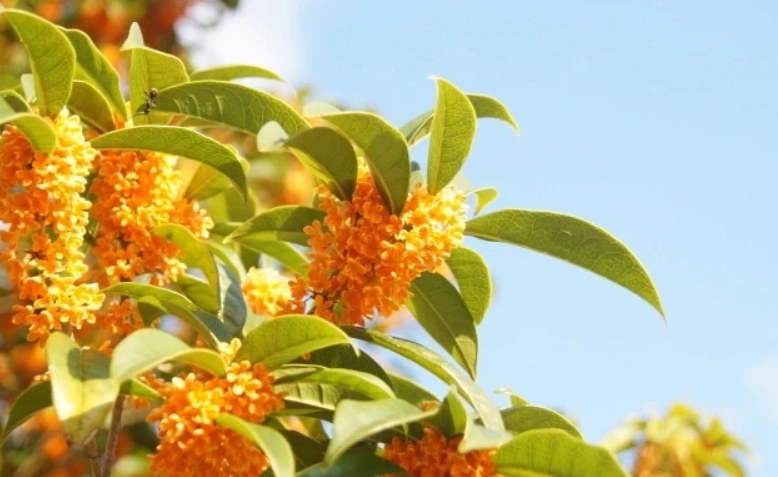 金木犀好處 金木犀好處