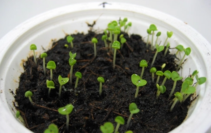 九層塔種子收穫