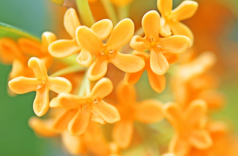 金木犀使用方法