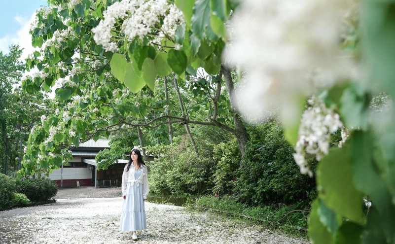 桐花步道推薦