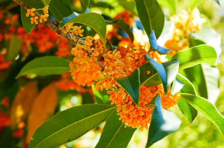 金木犀使用方法 金木犀使用方法