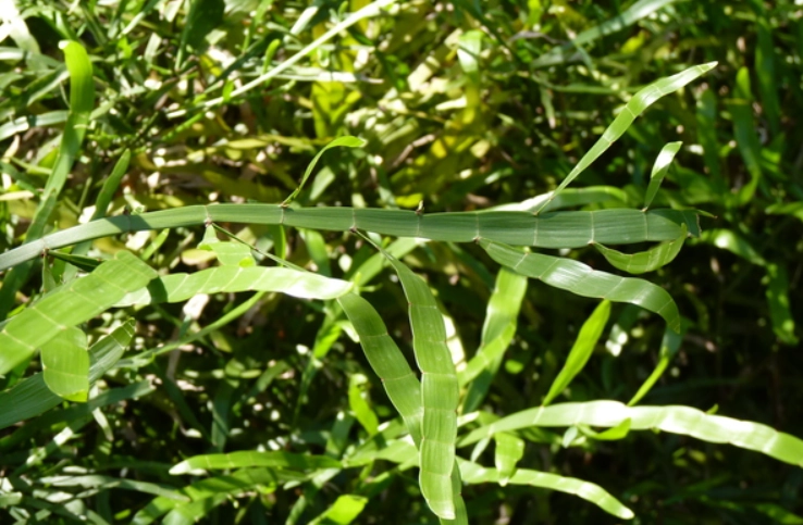 竹節蓼使用方法