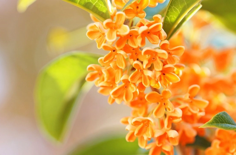 金木犀好處 金木犀好處