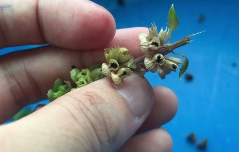 九層塔開花處理