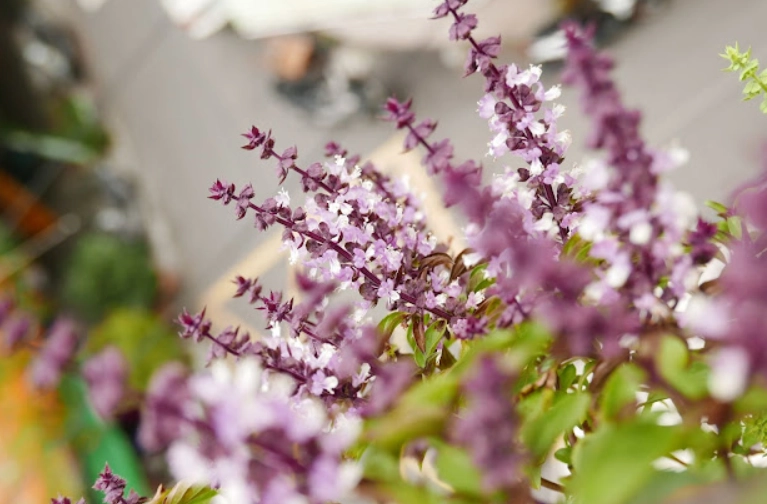 九層塔種子收穫