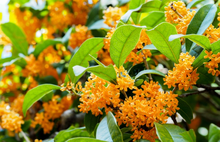 金木犀使用方法 金木犀使用方法