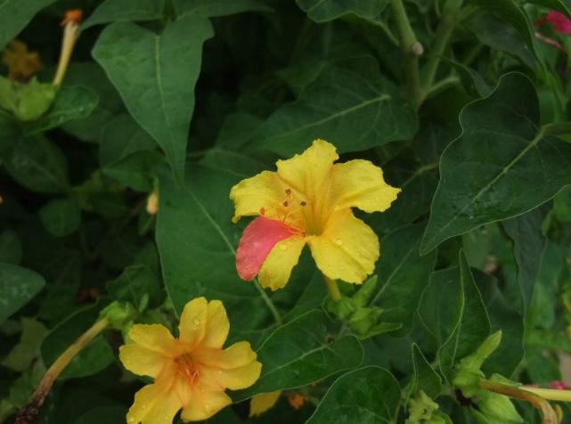 紫茉莉種植方法