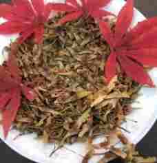 日本紅楓病蟲害防治