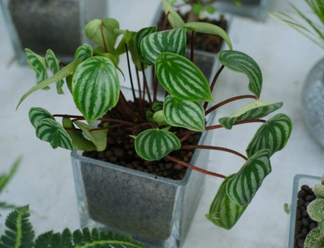 西瓜皮椒草水培