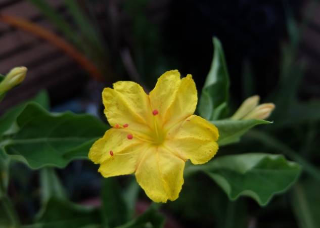 紫茉莉病虫害防治