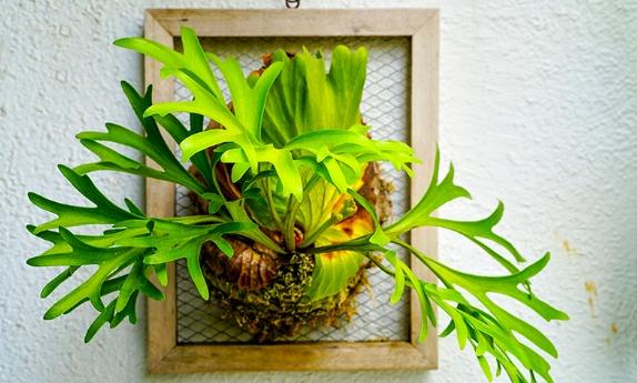 鹿角蕨生長方向