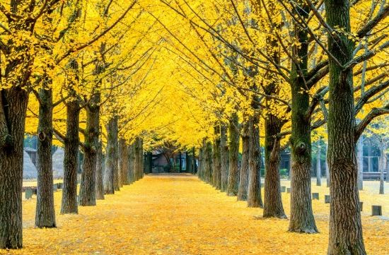 銀杏木使用方法