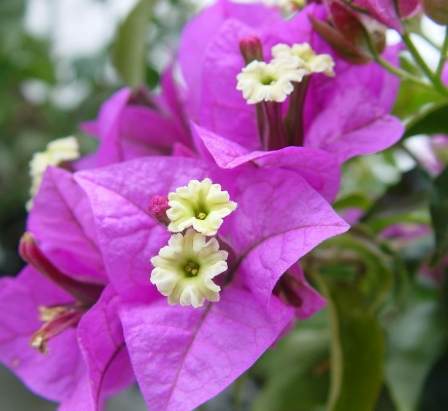 紫茉莉開花時間