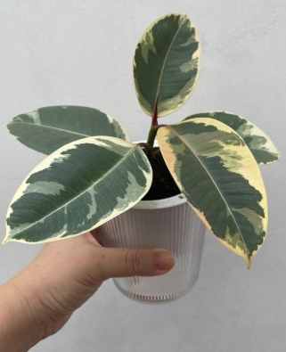 斑葉橡膠樹養護方法