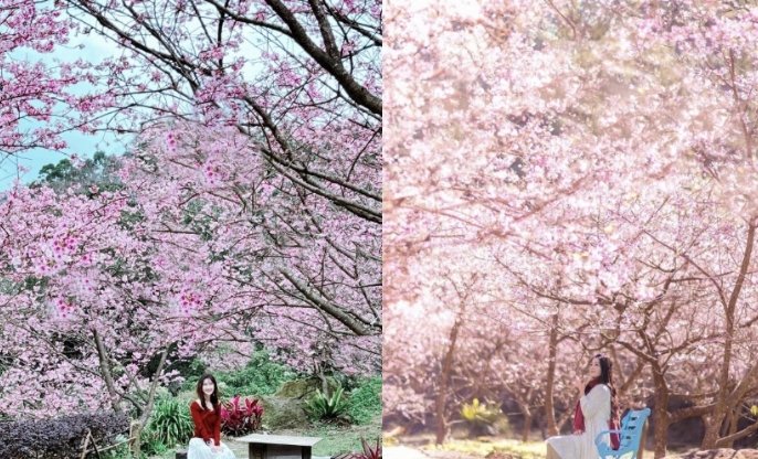 寒櫻開花時間 寒櫻開花時間