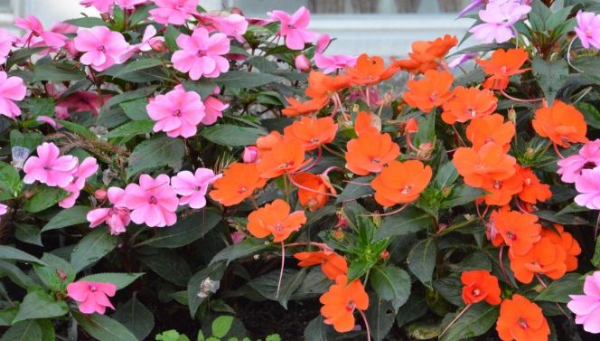 鳳仙花栽培步驟