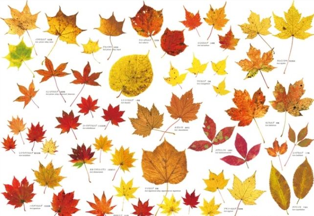 紅葉植物種類