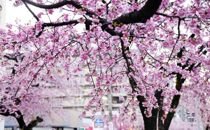 寒櫻開花時間 寒櫻開花時間