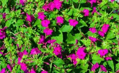 紫茉莉開花時間